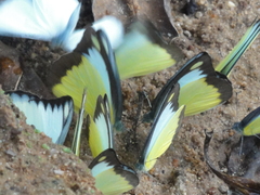 Appias lyncida eleonora