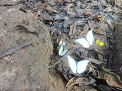 Appias lyncida eleonora