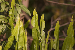 Baccharis trimera
