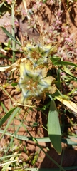 Ferraria variabilis