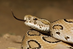 Daboia russelii