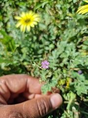Geranium molle