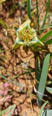 Ferraria variabilis
