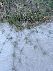 Spergula arvensis