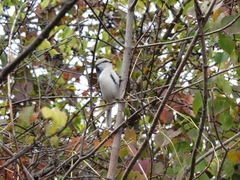 Cyanistes cyanus
