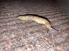 Limacus