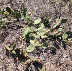 Opuntia macrorhiza