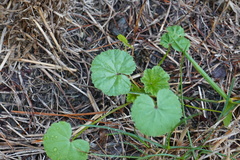 Malva neglecta
