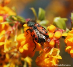 Astylus trifasciatus