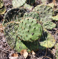 Opuntia macrorhiza