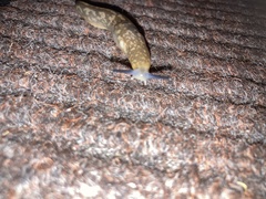 Limacus