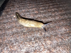 Limacus
