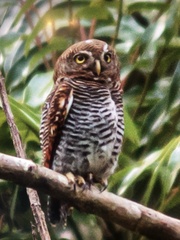 Glaucidium radiatum