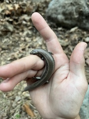 Plestiodon skiltonianus skiltonianus