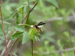 Polistes comanchus navajoe