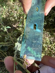 Acleisanthes chenopodioides