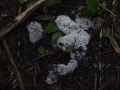 Ceratiomyxa fruticulosa
