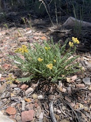 Cymopterus