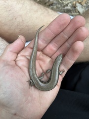 Plestiodon skiltonianus skiltonianus