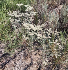 Eriogonum annuum