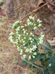 Clerodendrum formicarum