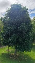 Scaphium scaphigerum