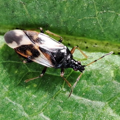 Anthocoris nemorum