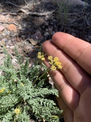 Cymopterus