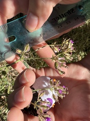 Acleisanthes chenopodioides