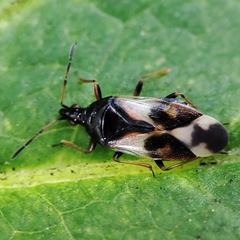 Anthocoris nemorum