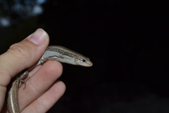 Plestiodon skiltonianus skiltonianus