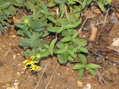 Pentanema spiraeifolium
