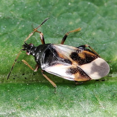 Anthocoris nemorum