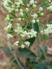 Clerodendrum formicarum