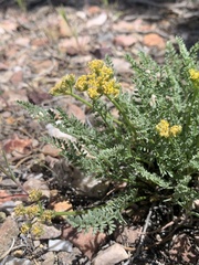Cymopterus