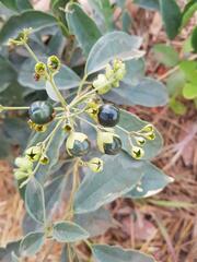 Clerodendrum formicarum