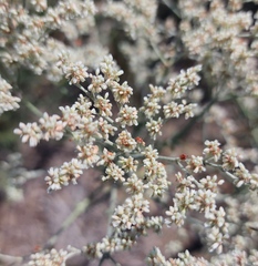Eriogonum annuum