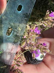 Acleisanthes chenopodioides