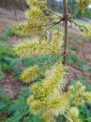 Combretum molle