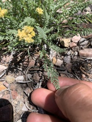 Cymopterus