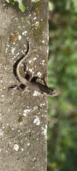 Tropidurus catalanensis