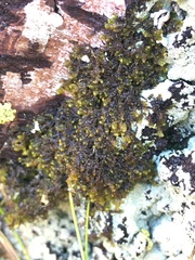 Ptilidium pulcherrimum