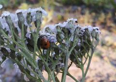 Coccinella quinquepunctata