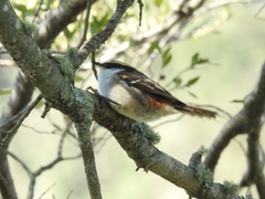 Aphrastura spinicauda