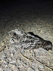 Phalaenoptilus nuttallii