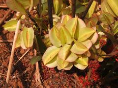 Combretum platypetalum