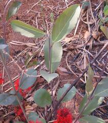 Combretum platypetalum