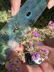 Acleisanthes chenopodioides