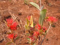 Combretum platypetalum