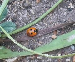 Coccinella quinquepunctata